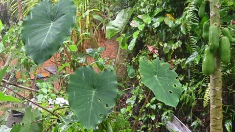 Caladium leaves with raindrops. Video stock 297531848