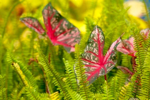 Caladium Stock Photos