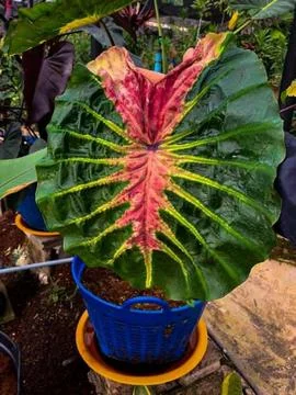 Caladium Fotos Stock