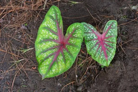 Caladium Stock Photos