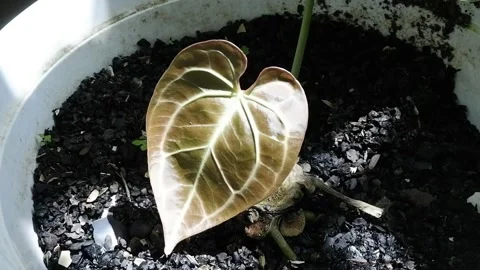 Caladium Plant Stock Footage 190776899