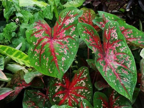 Caladium Plants 写真素材