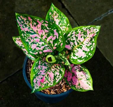 The caladium on pot Stock Photos