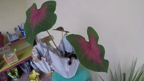 Caladium 'Rose Glow' Stock Footage 299908881