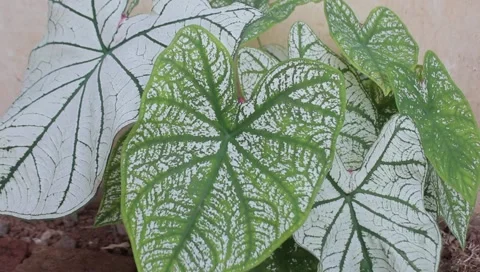Caladium White Christmas Stock Footage 141507230