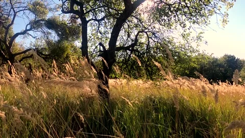 Calamagrostis epigejos in the wind Stock Footage 285415236