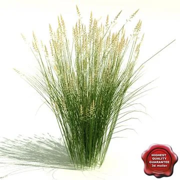 Calamagrostis x acutiflora (Karl Foerster) 3D Model