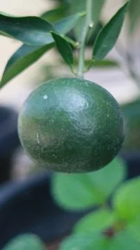 Calamansi fruit Stock Photos