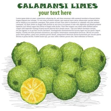 Calamansi limes Stock Illustration