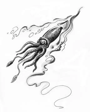 Calamari animal Stock-Illustration