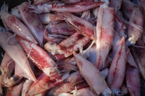 Calamari 스톡 사진