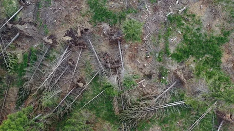 Calamity Video stock 115572560