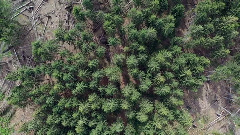 Calamity Stock Footage 125311232