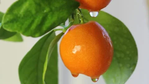 Calamondin Stock Footage 9447123