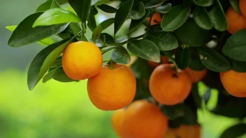 Calamondin fruits with flowers. Closeup pull out shot Stock Footage 203483353