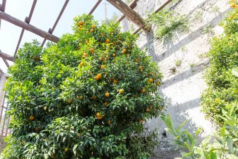 Calamondin Tree Foto stock