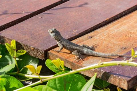 Calango on deck Stock Photos