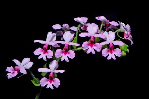 Calanthe rubens Stock Photos