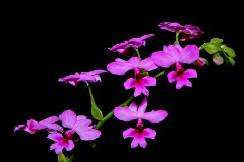 Calanthe rubens Stock Photos