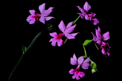 Calanthe rubens Stock Photos