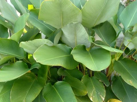 Calatea lutea Stock Photos
