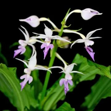 Calathe reflexa Stock Photos