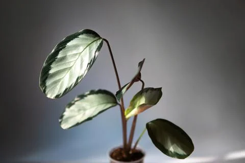 Calathea Argentea green pattern leaf close-up on the windowsill in bright sun Stock Photos