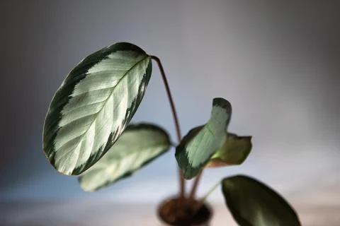 Calathea Argentea green pattern leaf close-up on the windowsill in bright s.. Stock-Fotos