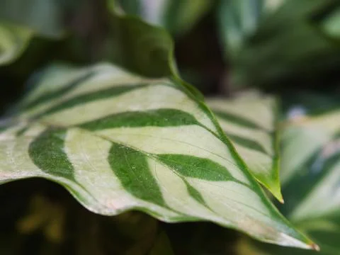 Calathea Freddy Stock Photos