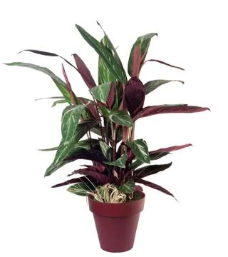 Calathea isolated Stock Photos