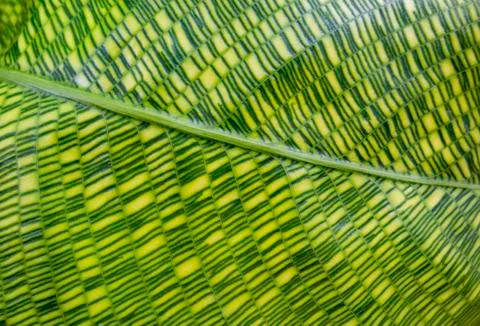 Calathea leaf closeup Stock Photos