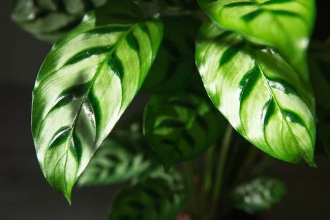 Calathea leopardina green pattern leaf close-up. Potted house plants, green h Stock Photos