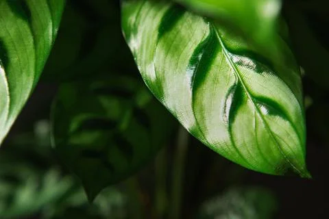 Calathea leopardina green pattern leaf close-up. Potted house plants, green h Stock Photos