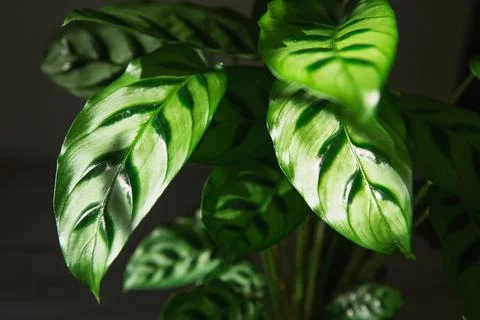 Calathea leopardina green pattern leaf close-up. Potted house plants, green h Stock Photos