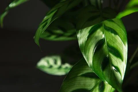 Calathea leopardina green pattern leaf close-up. Potted house plants, green h Stock Photos