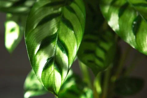 Calathea leopardina green pattern leaf close-up. Potted house plants, green h Stock Photos