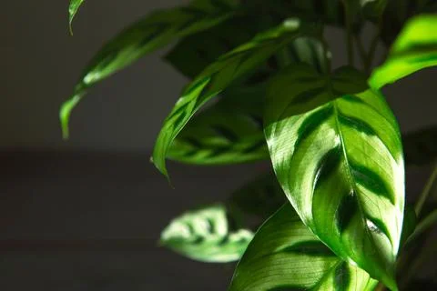 Calathea leopardina green pattern leaf close-up. Potted house plants, green h Stock Photos