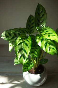 Calathea leopardina green pattern leaf close-up. Potted house plants, green h Stock Photos
