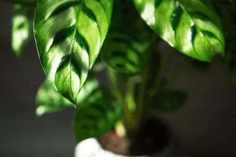 Calathea leopardina green pattern leaf close-up. Potted house plants, green h Stock Photos