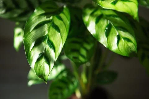Calathea leopardina green pattern leaf close-up. Potted house plants, green h Stock Photos