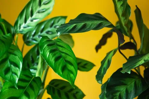 Calathea leopardina green pattern leaf close-up. Potted house plants, green h Stock Photos