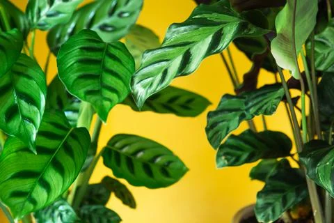 Calathea leopardina green pattern leaf close-up. Potted house plants, green h Stock-Fotos