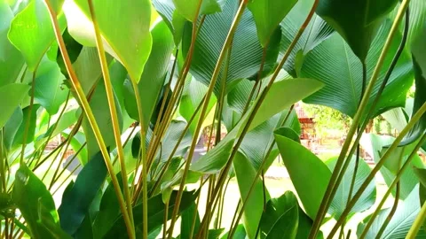 Calathea lutea leaves Stock Footage 290918649