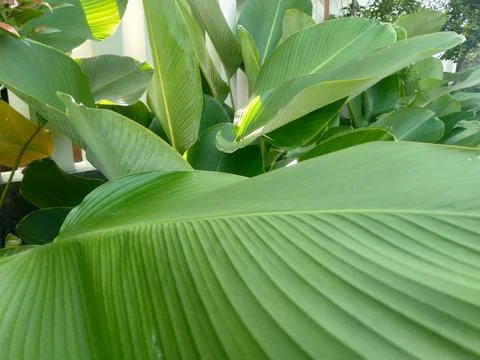 Calathea lutea  스톡 사진