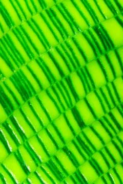 Calathea musaica, sheet with original rectangular coloring in yellow-green .. Stock Photos