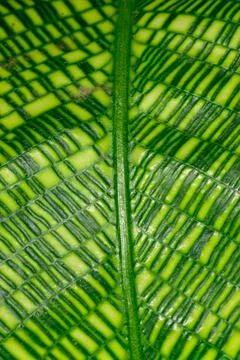 Calathea musaica, sheet with original rectangular coloring in yellow-green .. Foto stock