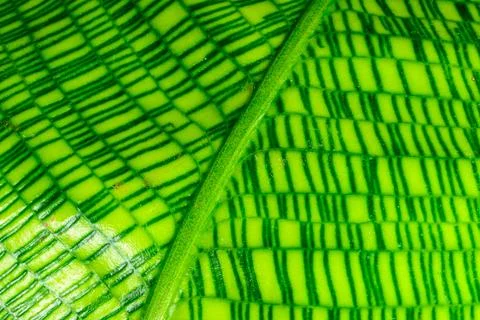 Calathea musaica, sheet with original rectangular coloring in yellow-green .. 스톡 사진