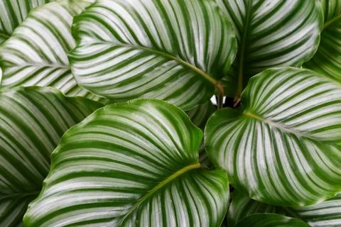 Calathea Orbifolia close up Stock Photos