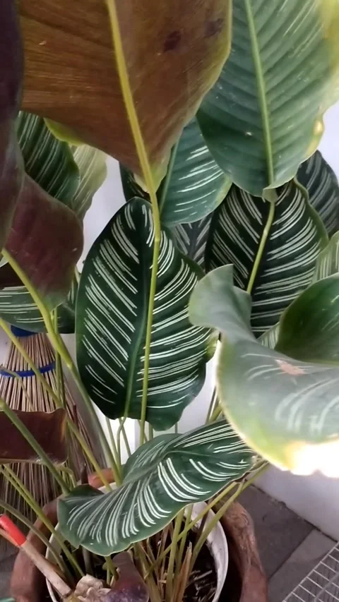 Calathea ornata Stock Footage 325979423