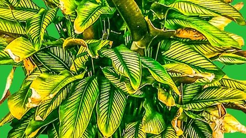 Calathea ornata leaf texture background Stock-Fotos